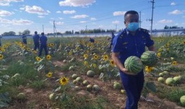 乌海吃瓜,一场别开生面的“吃瓜”盛宴