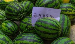 基本操作吃瓜,揭秘网络热议背后的真相与趣味