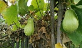 瓜耳怎么吃,解锁瓜耳的多彩吃法