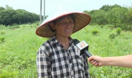 念念爸爸吃瓜,念念爸爸的瓜田奇遇记