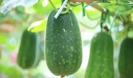 吃瓜发疯文,揭秘吃瓜发疯文的疯狂魅力