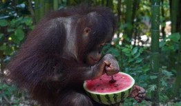 吃瓜是什么动物,探寻“吃瓜群众”背后的神秘动物之谜