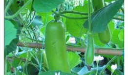 瓠子瓜怎么吃有毒,揭秘安全食用指南