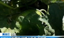 城市里吃瓜群众,揭秘都市生活百态