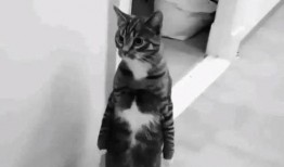 猫柠吃瓜,揭秘娱乐圈那些不为人知的幕后故事