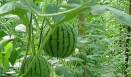 吃瓜嫌瓜成语有哪些,揭秘成语中的趣味与智慧