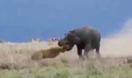 狮子吃瓜么,揭秘野生动物的饮食习惯