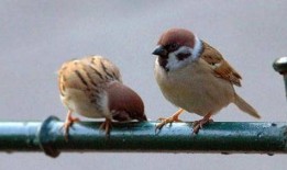 小麻雀吃瓜群众,小麻雀视角下的瓜群众众生相