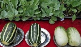 怎么回吃瓜,如何从吃瓜中获取最新资讯