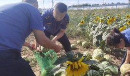 乌海吃瓜,一场别开生面的“吃瓜”盛宴