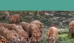 虎二瓜咋吃,虎二瓜的多样吃法探索