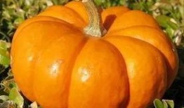 搬起板凳吃瓜,揭秘“搬起板凳吃瓜”的独特魅力