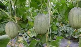 方城吃瓜事件,一场引发全民热议的网络狂欢