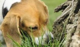 狗改不了吃瓜,揭秘动物习性中的趣味现象