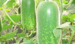 吃瓜磕瓜很快乐图片大全,笑出腹肌的图片大全