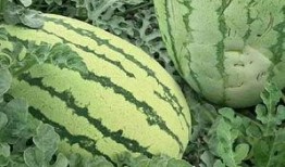 吃瓜花式视频大全,花式视频大全，解锁海量趣味瞬间