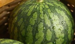 吃风瓜好吗,吃风瓜的好处与养生之道