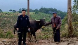 老牛吃瓜群众9123,揭秘网络热词背后的故事