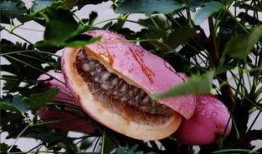 月月吃八月瓜,八月瓜的甜蜜时光