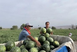 吃瓜铁岭,揭秘这座东北城市的独特魅力