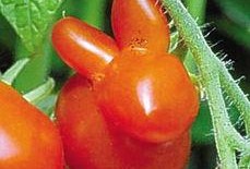 可以吃枣瓜吗,美味与营养的双重享受，可以放心食用吗？