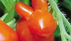 可以吃枣瓜吗,美味与营养的双重享受，可以放心食用吗？