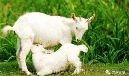 沙雕小羊吃瓜,沙雕小羊的瓜田奇遇记