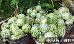 阳谷卖衣服吃瓜,卖衣吃瓜，感受民俗风情