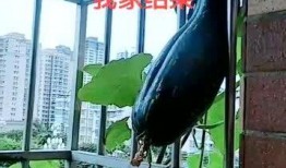 吃瓜栏杆,网络热词背后的文化现象