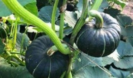 脾寒可以吃小瓜吗