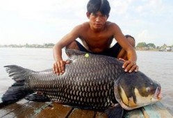 厦门吃瓜渔民是谁呀,揭秘厦门网红“吃瓜渔民”背后的故事