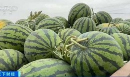 东成吃瓜事件,揭秘娱乐圈背后的惊人真相