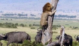 狮子吃瓜么,揭秘野生动物的饮食习惯