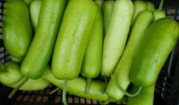 瓠瓜中间可以吃吗,美味与营养的双重享受