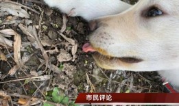 狗改不了吃瓜,揭秘动物习性中的趣味现象