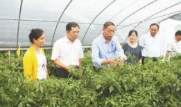 岳西吃瓜新闻,揭秘当地热点事件背后的真相