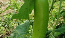 瓠子瓜怎么吃有毒,揭秘安全食用指南