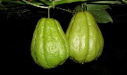 泰国吃佛手瓜,探寻东南亚的独特风味