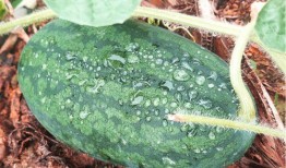 寻找吃瓜人,揭秘娱乐圈幕后故事