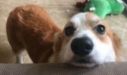 小崽子日常吃瓜,揭秘娱乐圈幕后故事