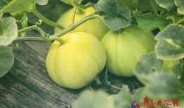 北湖许庄吃瓜,夏日炎炎，吃瓜群众欢乐多