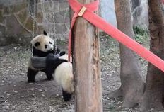 好奇熊猫吃瓜,揭秘娱乐圈背后的秘密