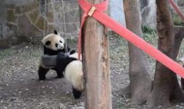 好奇熊猫吃瓜,揭秘娱乐圈背后的秘密