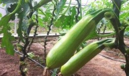 血糖高吃白瓜,白瓜助力健康生活