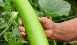 瓠瓜中间可以吃吗,美味与营养的双重享受