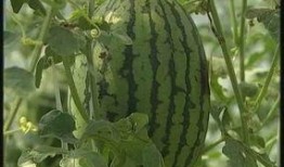 51吃瓜短剧 平台,揭秘娱乐圈幕后故事，带你领略趣味横生的短剧世界