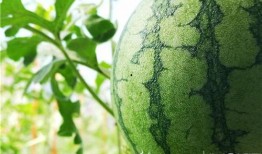 收吃瓜视频,收吃瓜视频深度解析