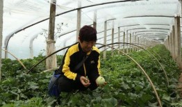 莱西吃瓜事件,一场引发全民热议的网络狂欢