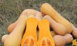 瓜尖可以吃吗,美味还是禁忌？揭秘能否食用的真相