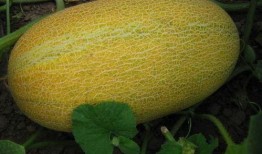 香焦哈密瓜可以一起吃吗,美味搭配，健康共享